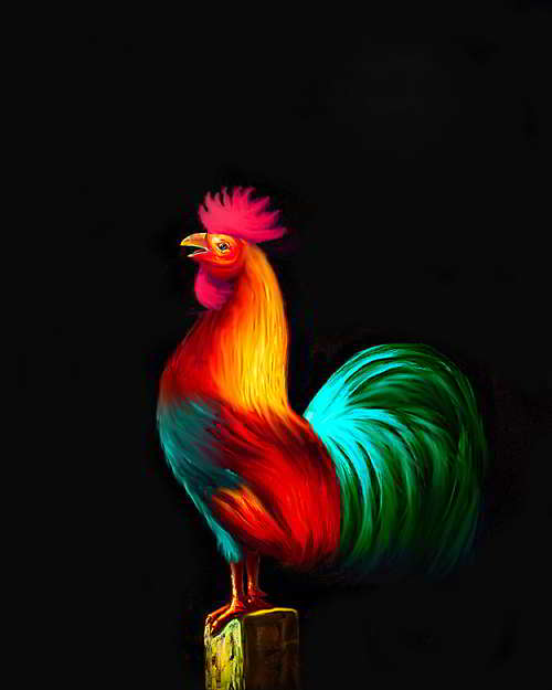 Red Rooster of online Key West, Florida