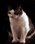 1D - Six Toed Key West Cat