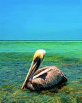 6 - Pelican