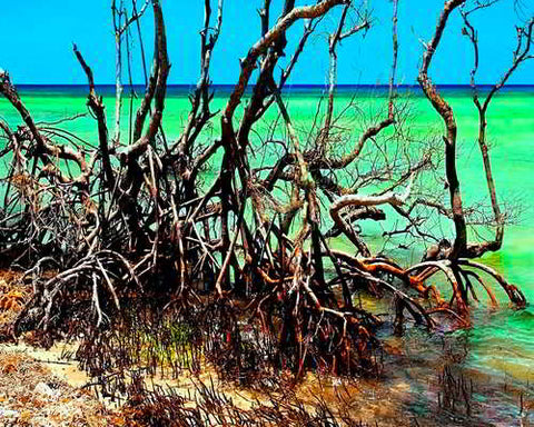 Mangrove Root