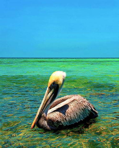 91 - Pelican Color